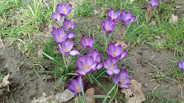 flowers without HDR 